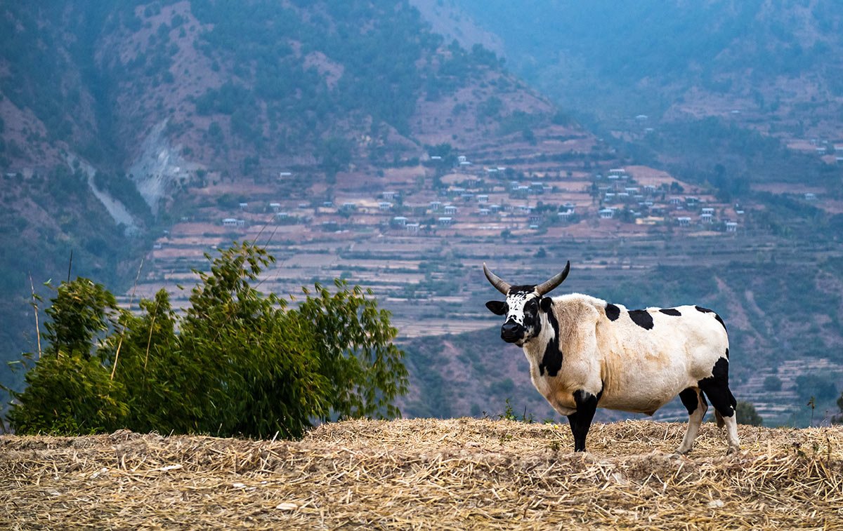 Бутан сельское хозяйство