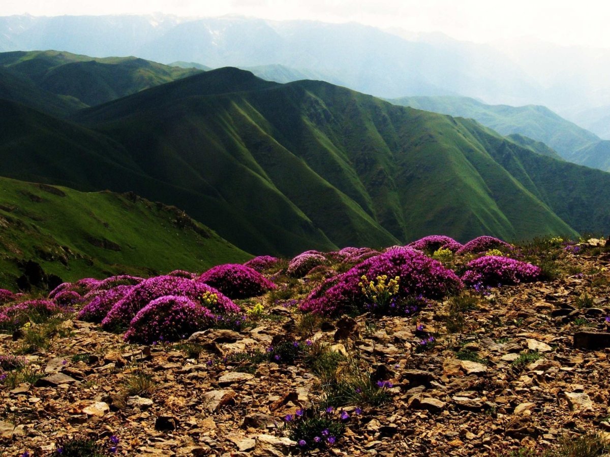 Флора Карабаха
