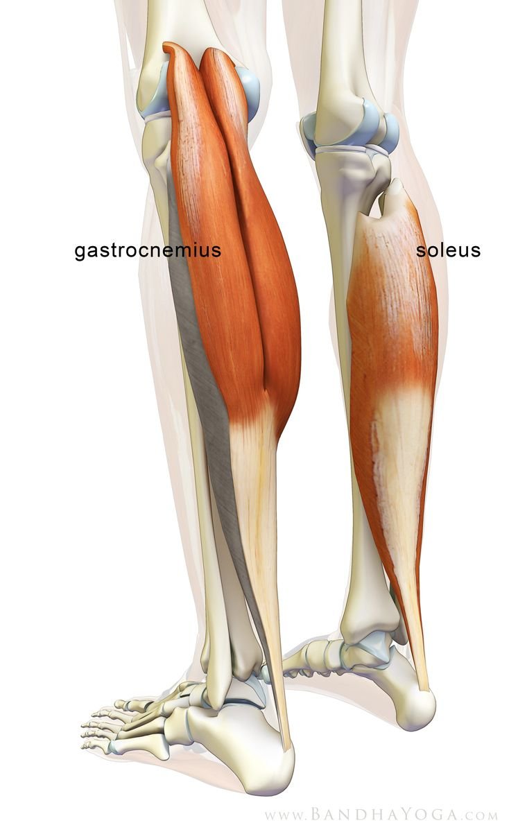 Gastrocnemius and Soleus