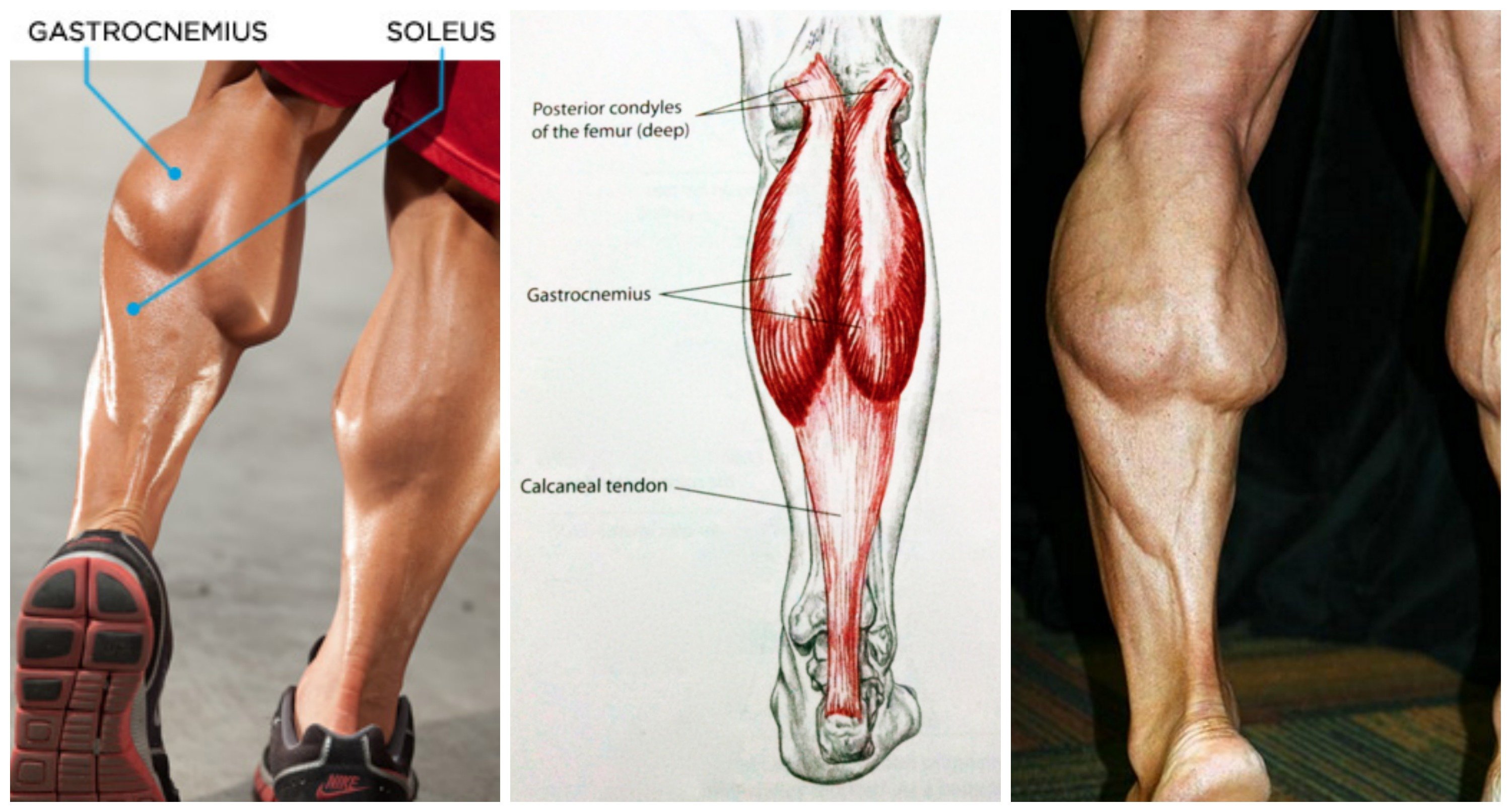 Почему забиваются ноги. Икроножная мышца анатомия. Камбаловидная мышца анатомия. Камбаловидная мышца разрыв. Камбаловидная мышца голени анатомия.