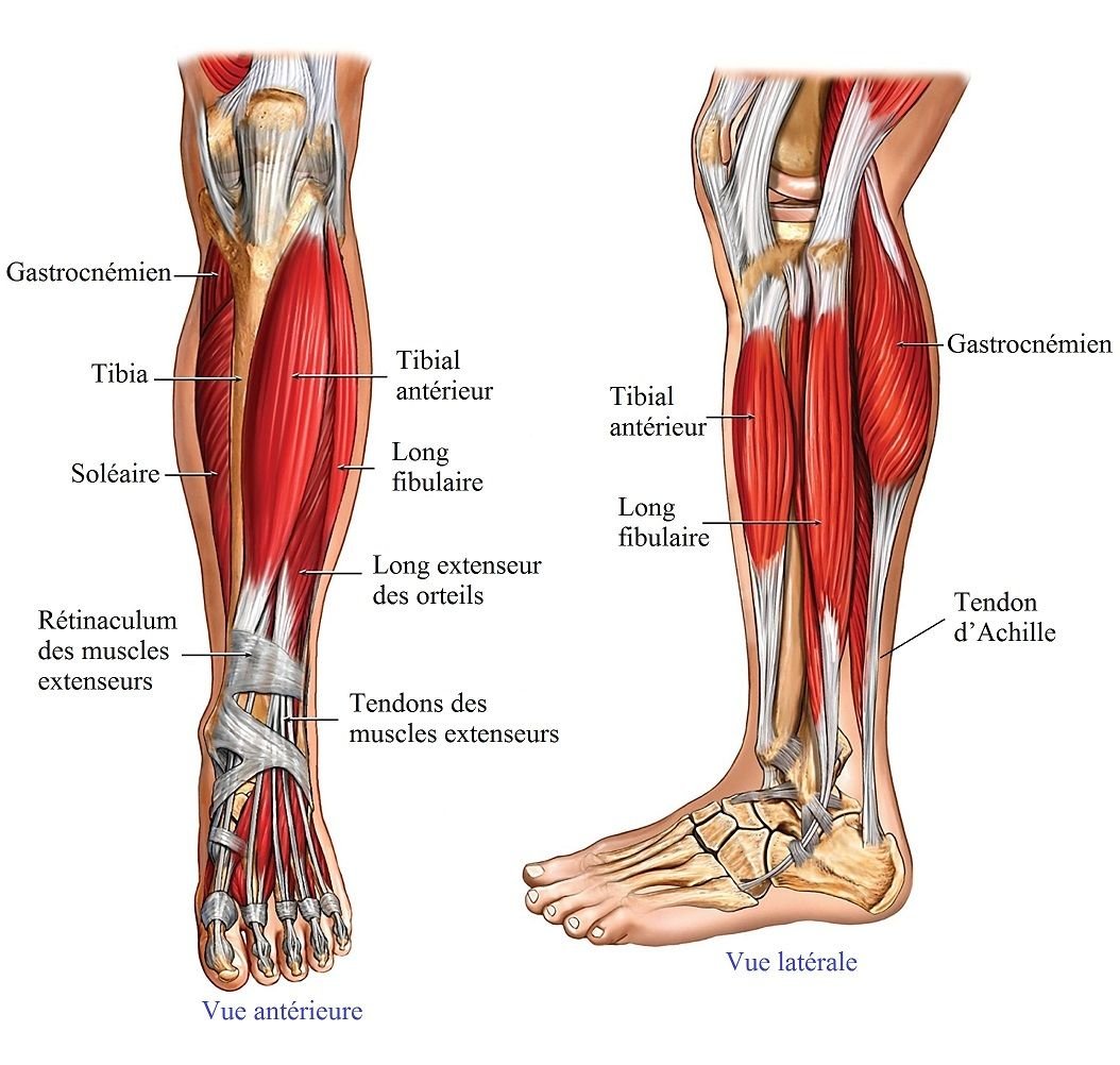 Ноги референс анатомия анатомия