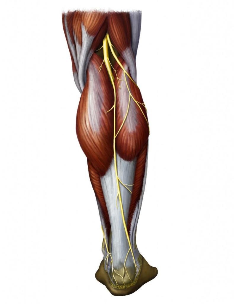 Камбаловидная мышца икроножная мышца ахиллово сухожилие