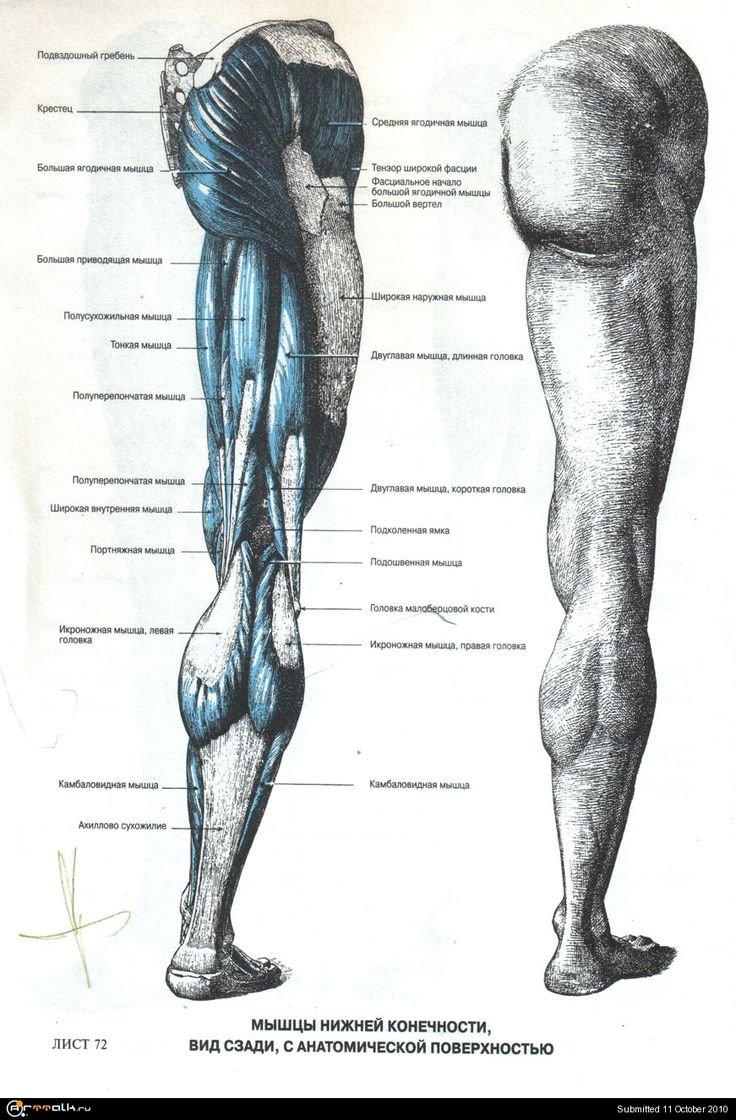 Титин и камбалавидная мышца