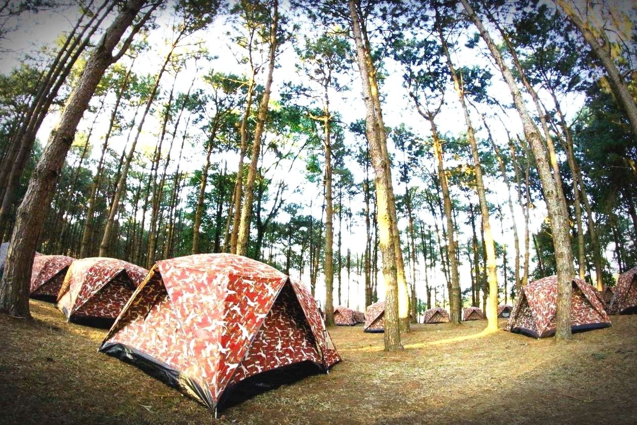 Палаточный лагерь Сямозеро. Палатка глемпинг в Сосновом лесу. Кемпинговый лагерь. Лагерь в лесу. Топ кемпинг