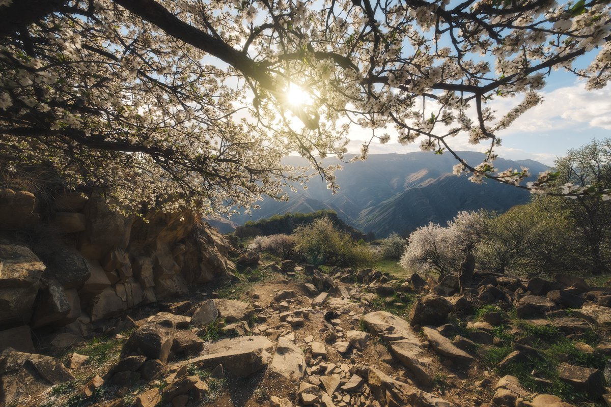 весна в горах кавказа