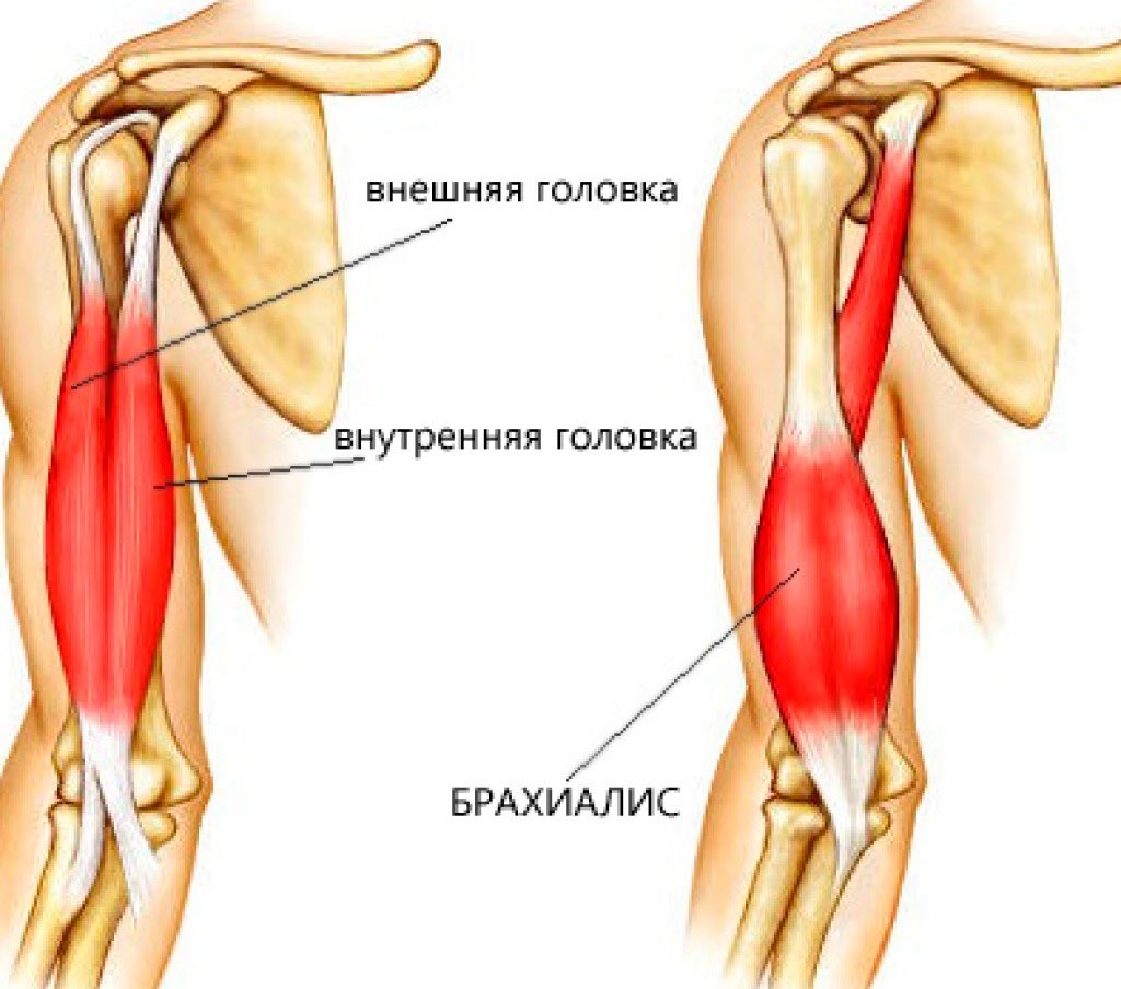 Двуглавая мышца плеча фото