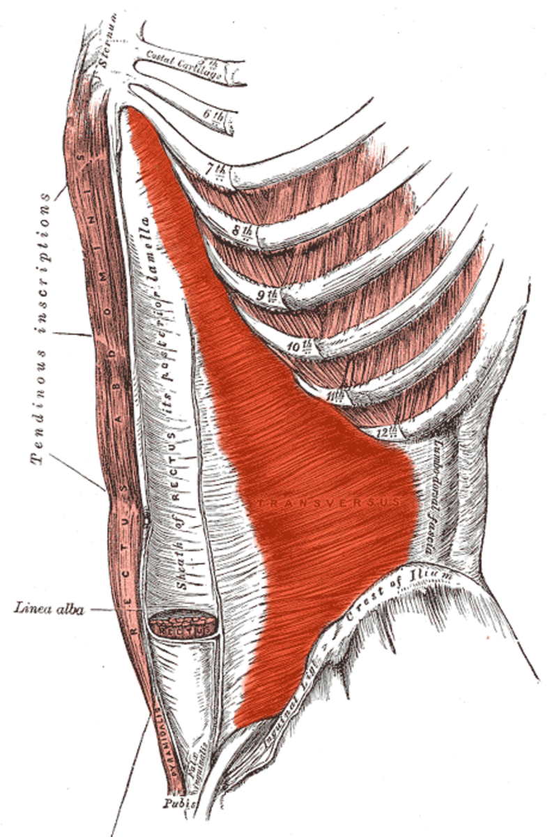 Ямки передней брюшной стенки анатомия