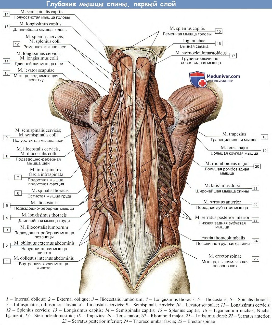 Мышцы спины глубокие - 66 фото