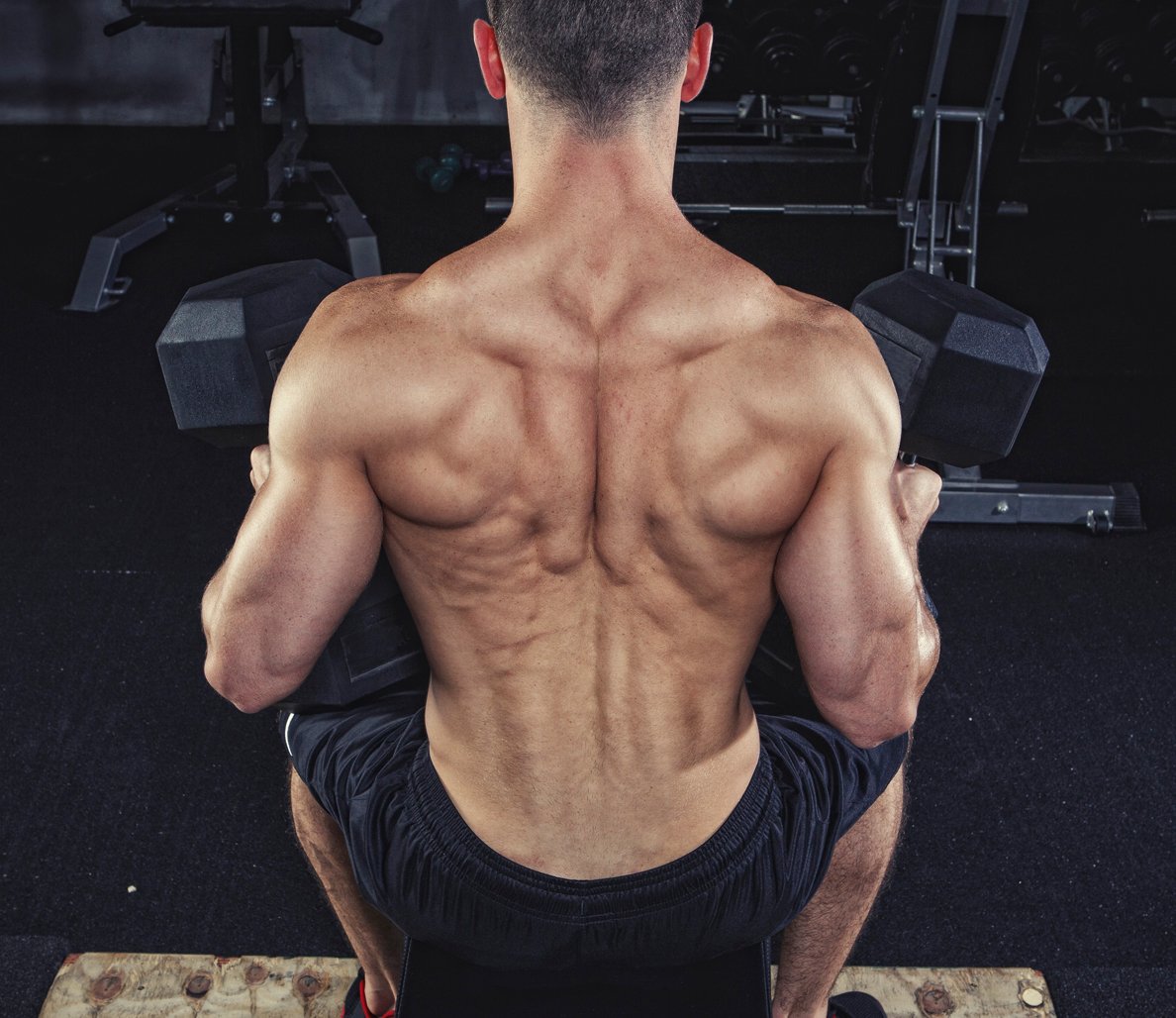 Длинные мышцы спины разгибатели позвоночника