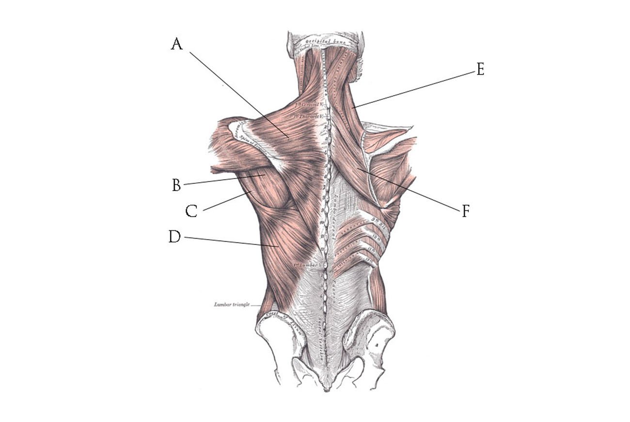 Мышцы спины и ребра. Большая и малая ромбовидные мышцы спины. Малая ромбовидная мышца спины. Малая ромбовидная мышца анатомия. Анатомия человека ромбовидные мышцы.