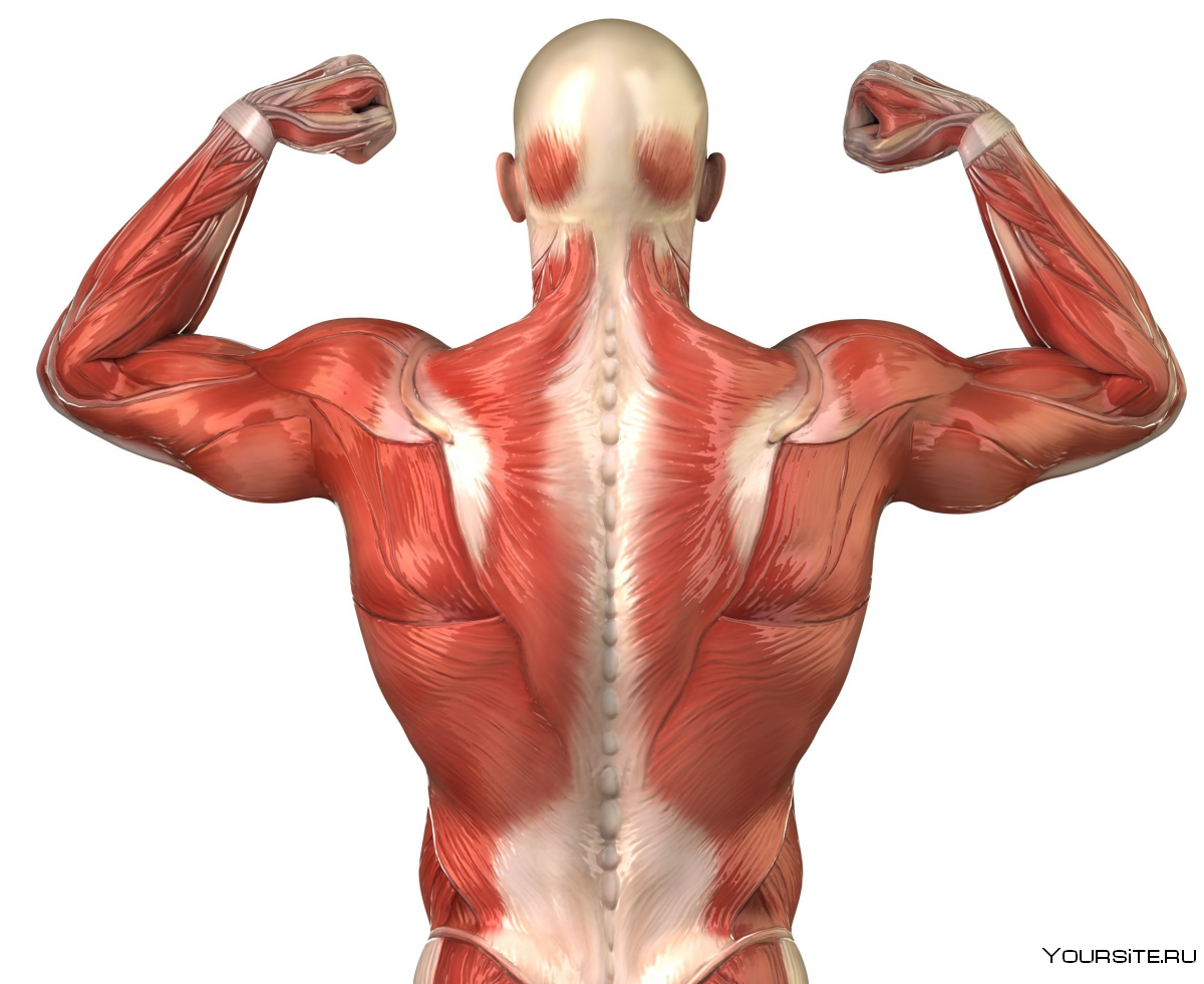 Трапециевидная мышца спины сзади