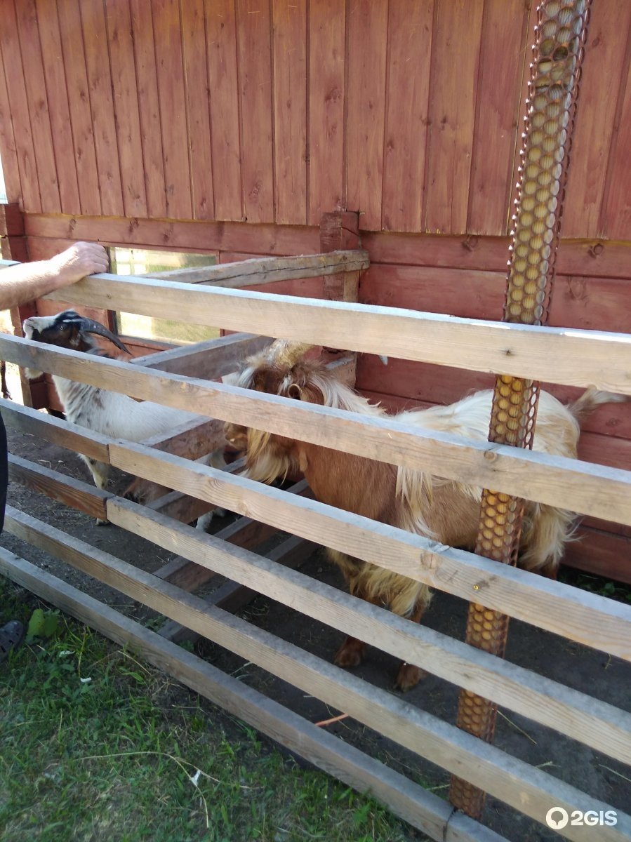 Лошади в Республике Алтай