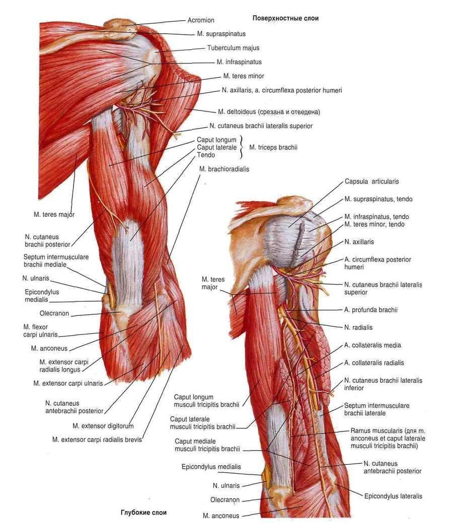 Мышцы плеча и предплечья анатомия