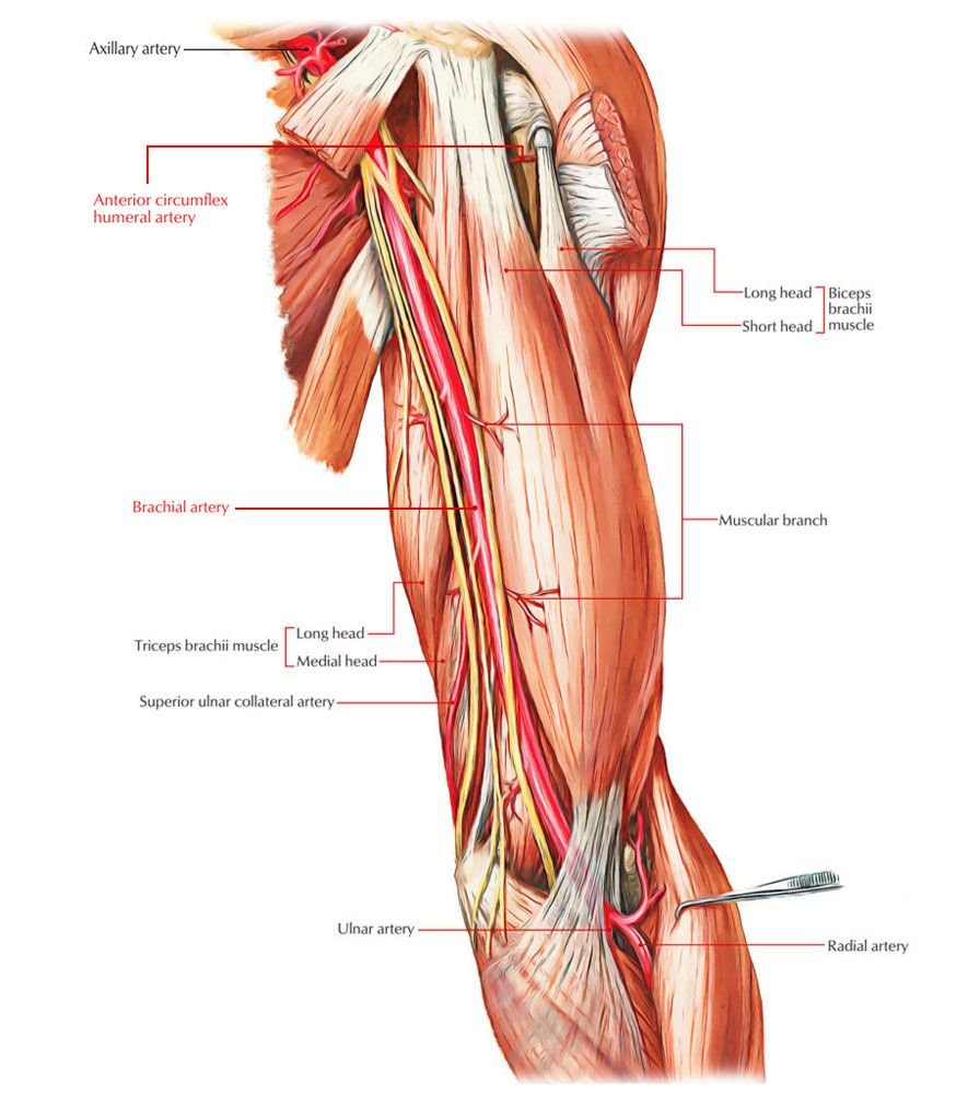 Апоневроз двуглавой мышцы плеча