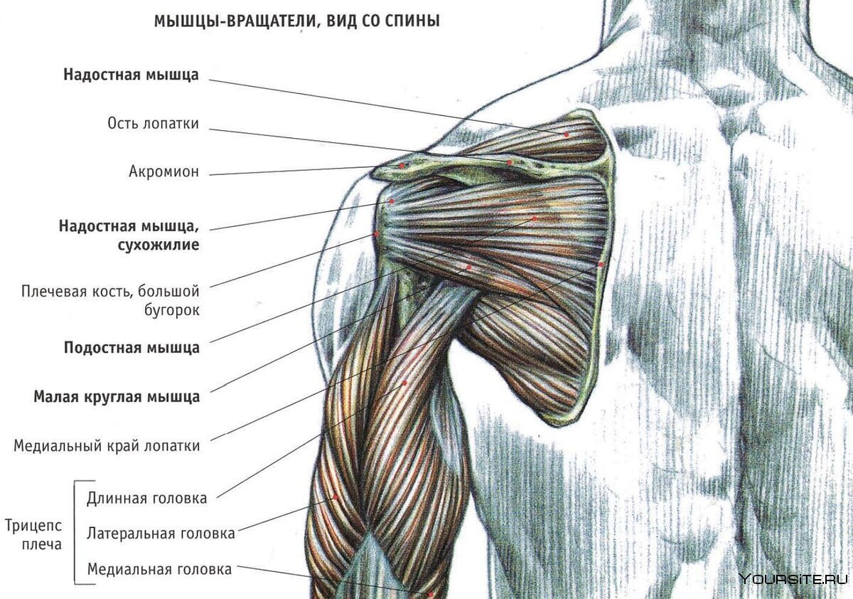 Мышцы плечевого пояса дельтовидная мышца