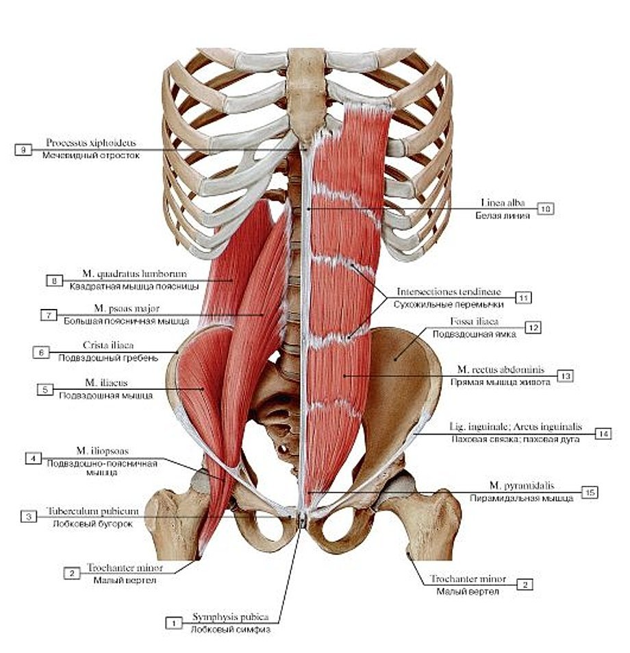 Мышцы поясничного отдела анатомия
