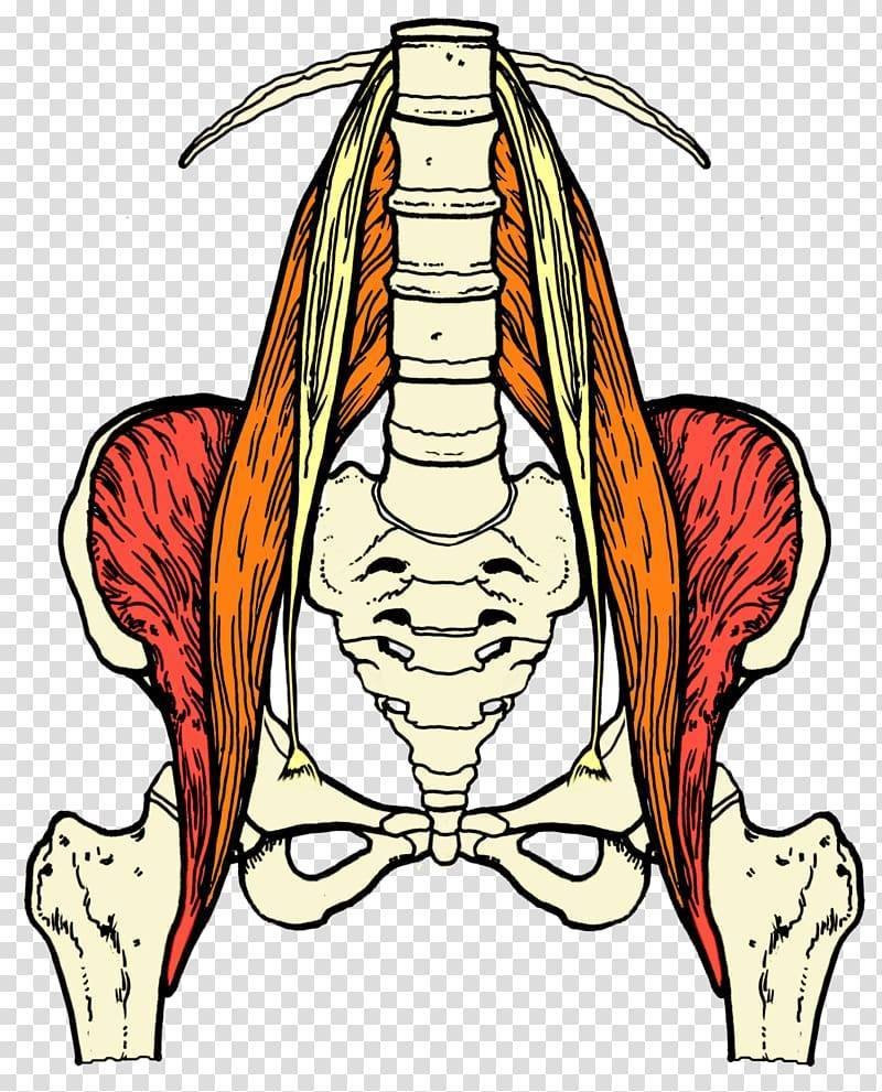 Musculus PSOAS Major анатомия