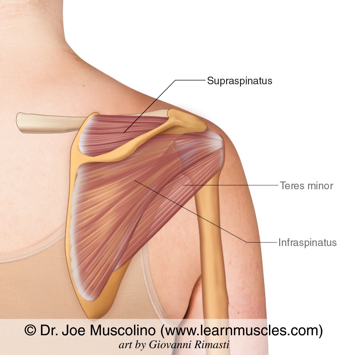 Ротаторная манжета плечевого сустава мышцы