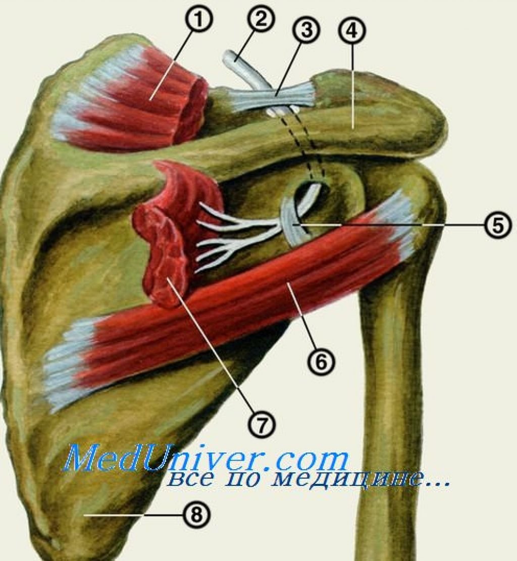 Надостная мышца спины