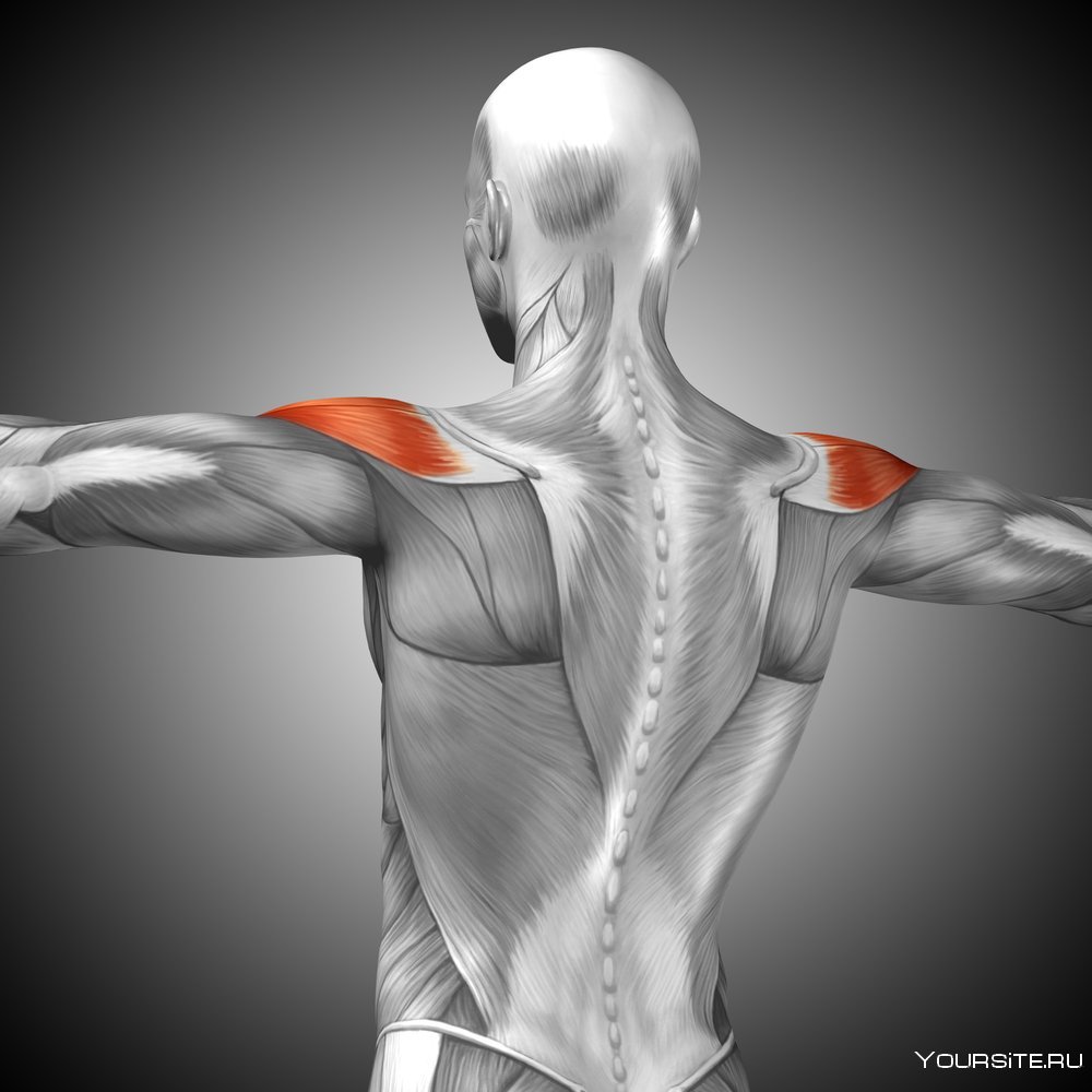 Плечевой сустав топографическая анатомия