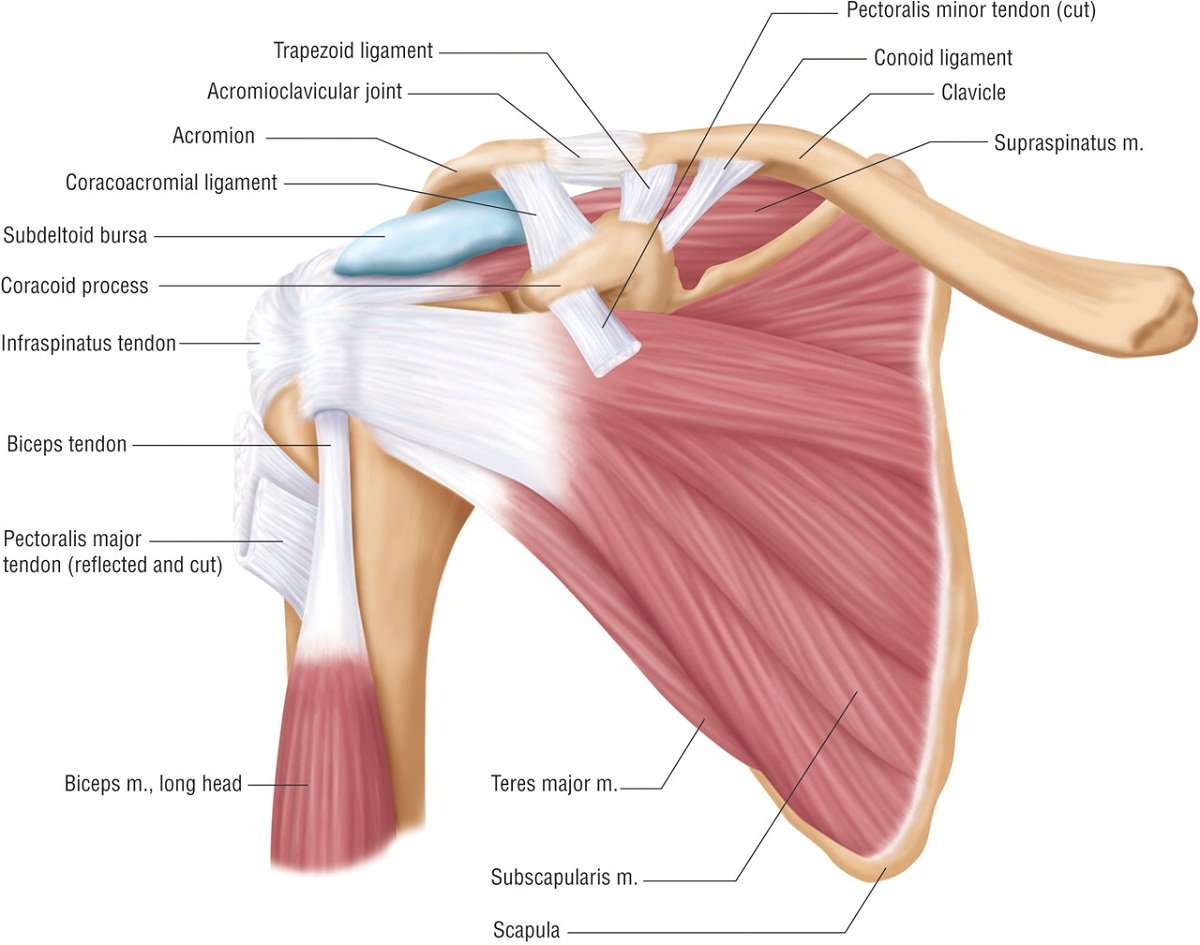 Ротаторная манжета плеча мышцы