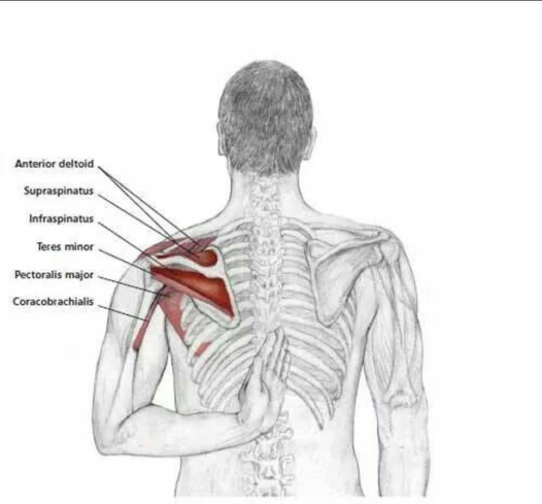 Мышцы вращательной манжеты плечевого сустава