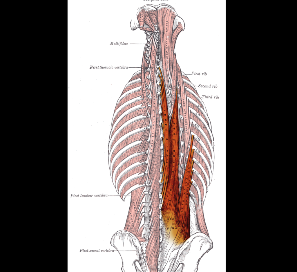 Erector Spinae мышца