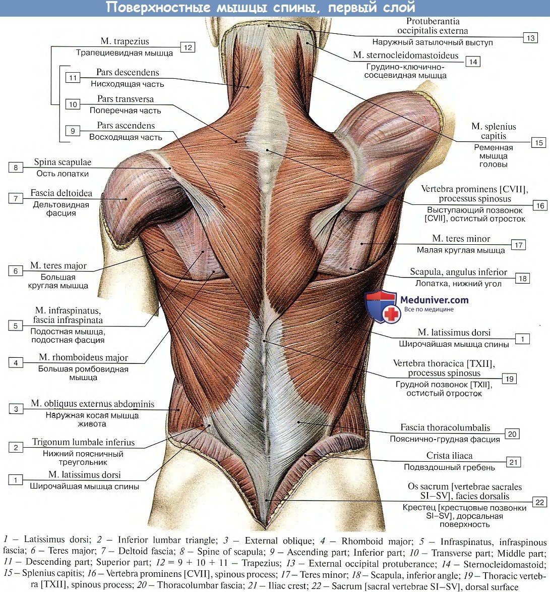 Широчайшая мышца спины анатомия