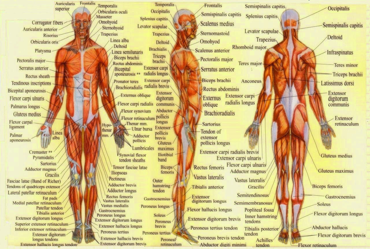 Мышечная система человека схема для массажа