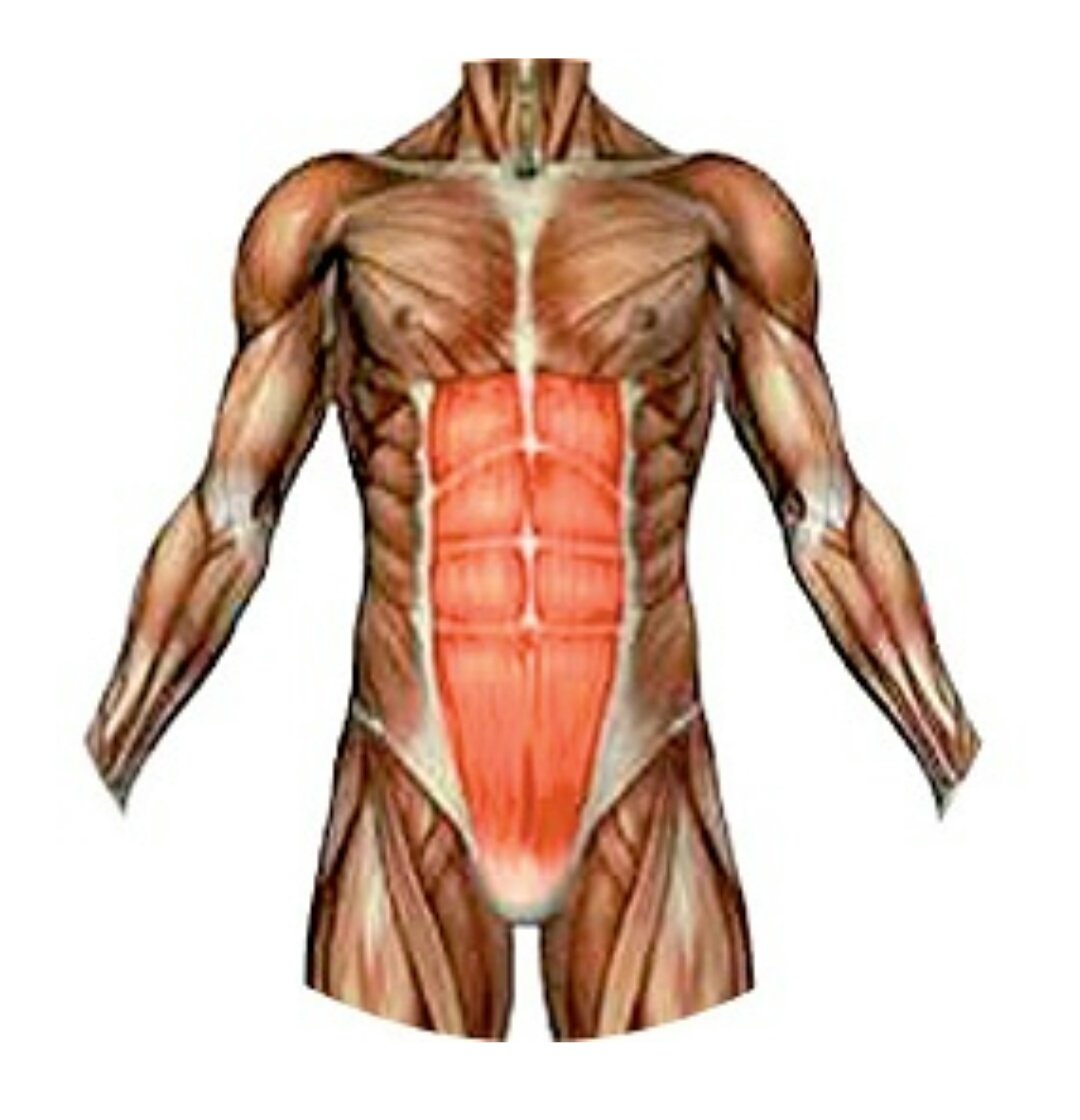 как называются мышцы на груди у мужчин фото 106