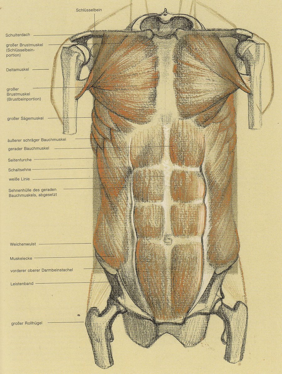 Мышечная система человека вид спереди и сзади