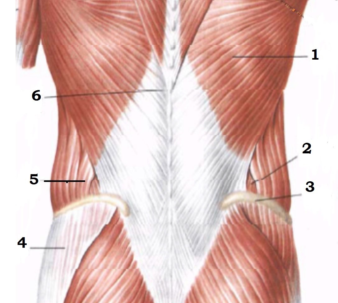Апоневроз широчайшей мышцы спины