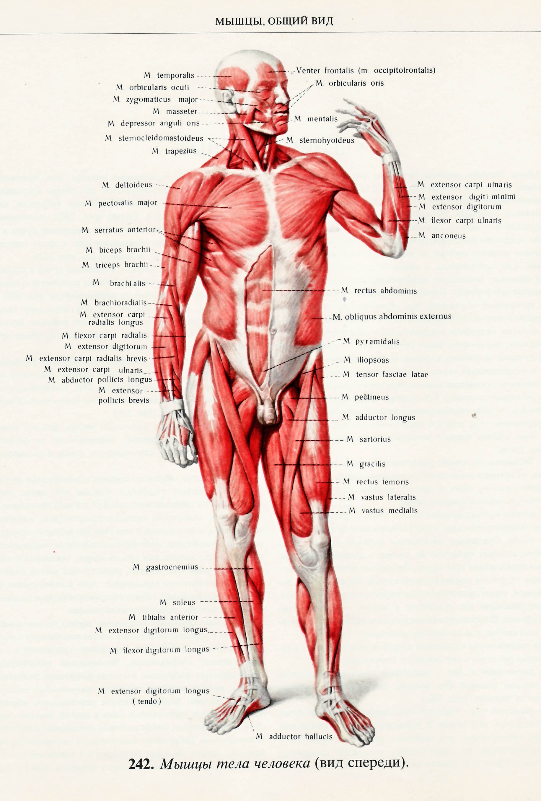 Мышечная система вид спереди и сзади
