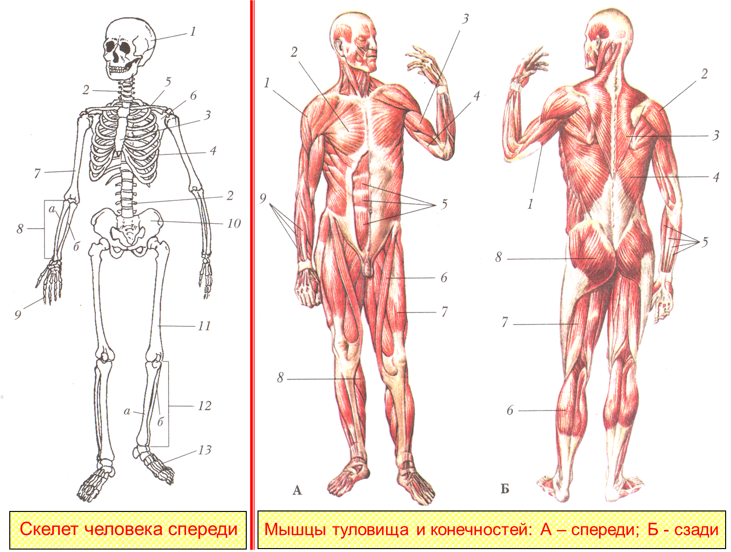Мышцы туловища и конечностей 8 класс биология. Опорно двигательная система скелет человека анатомия. Мышцы туловища и конечностей 8 класс биология драгомилов.