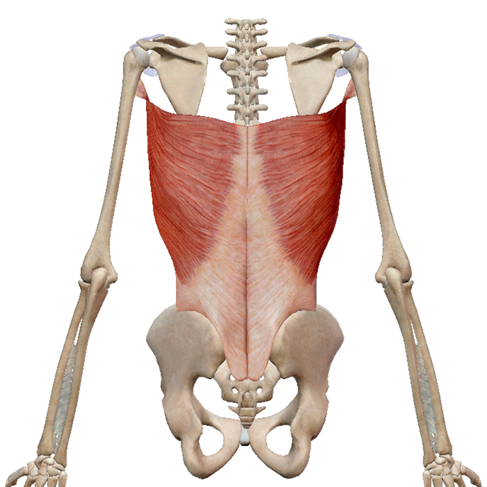 Мышцы спины фон