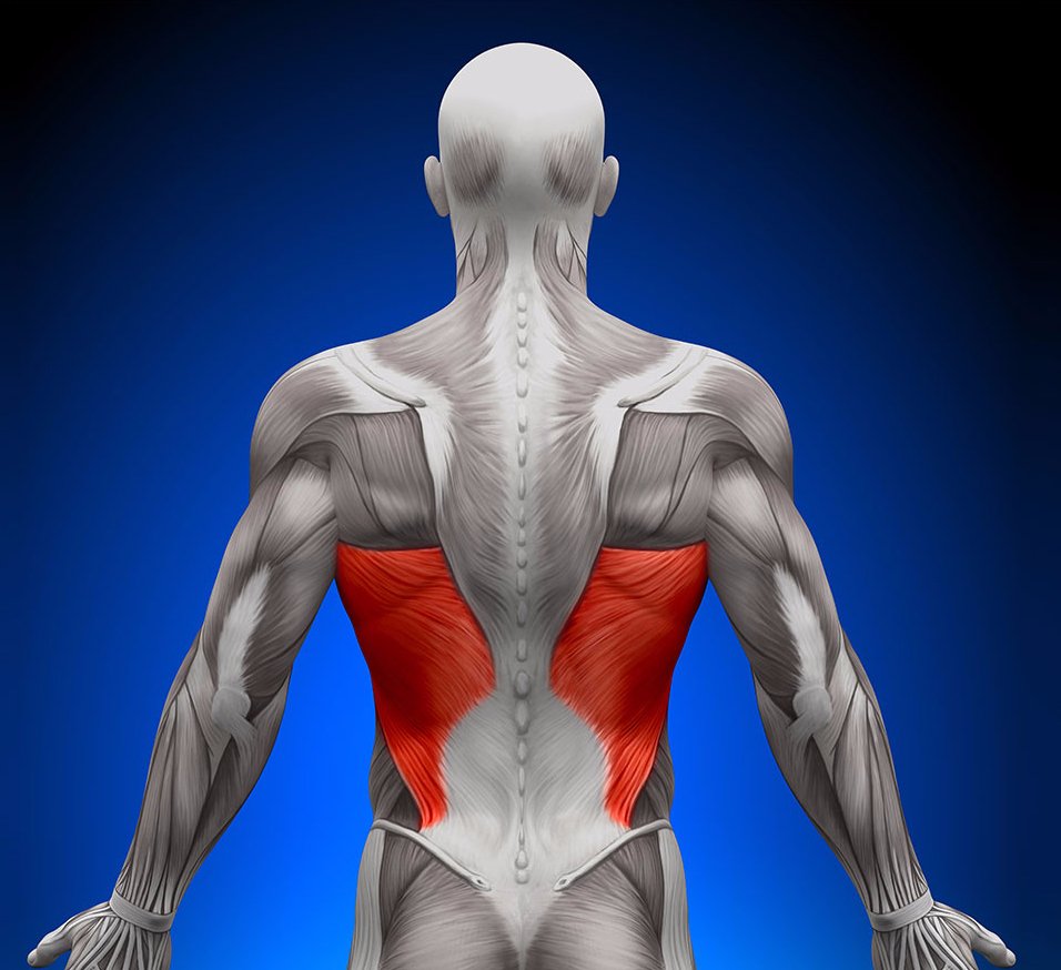Мышцы спины анатомия поверхностные 1 слой