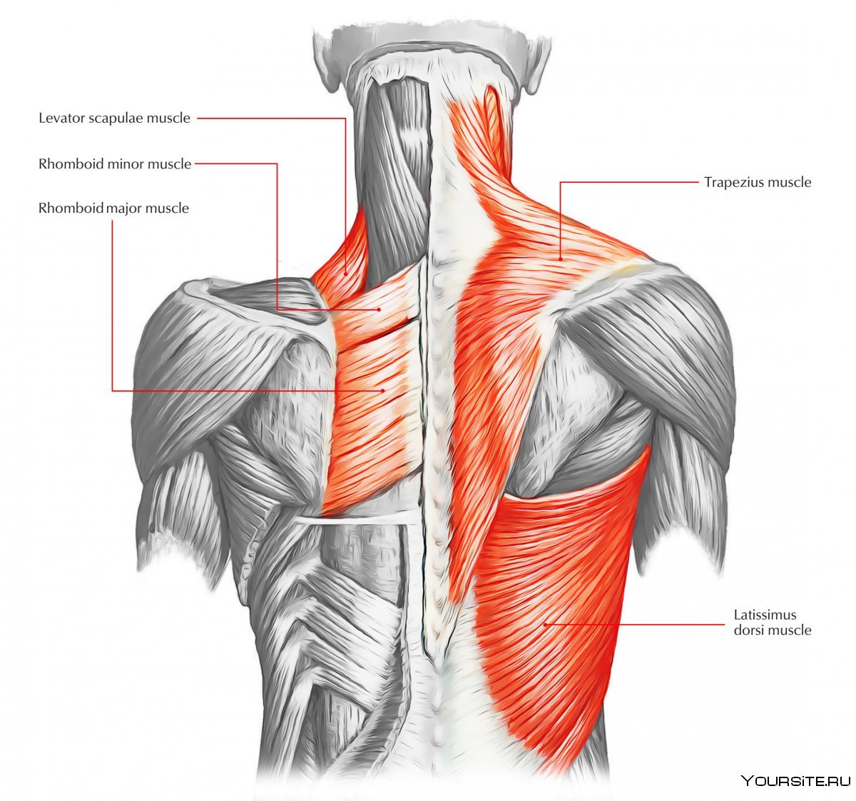 Мышцы спины анатомия без подписей