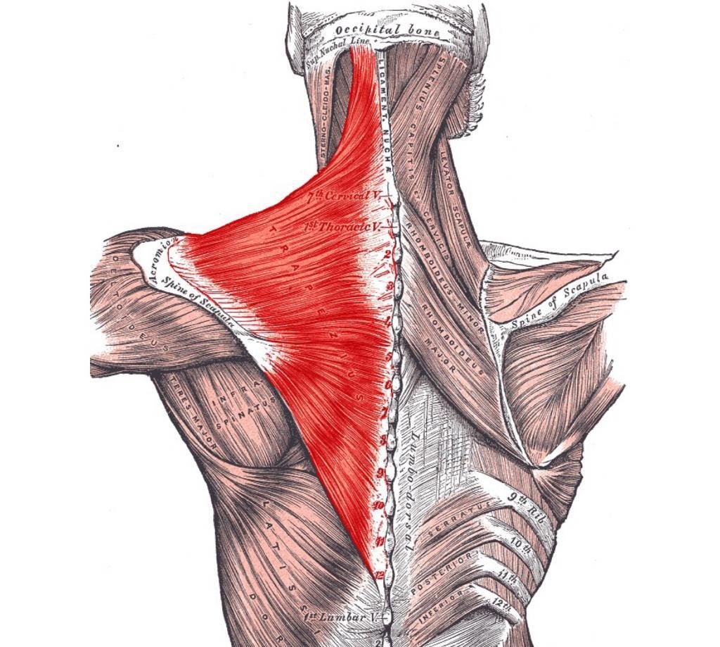 Поверхностные мышцы спины
