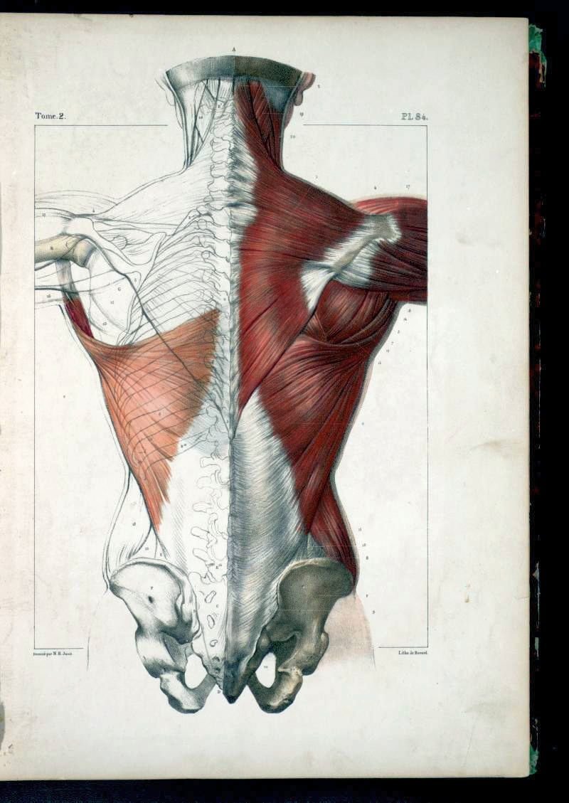 Мышцы спины анатомия Баммес