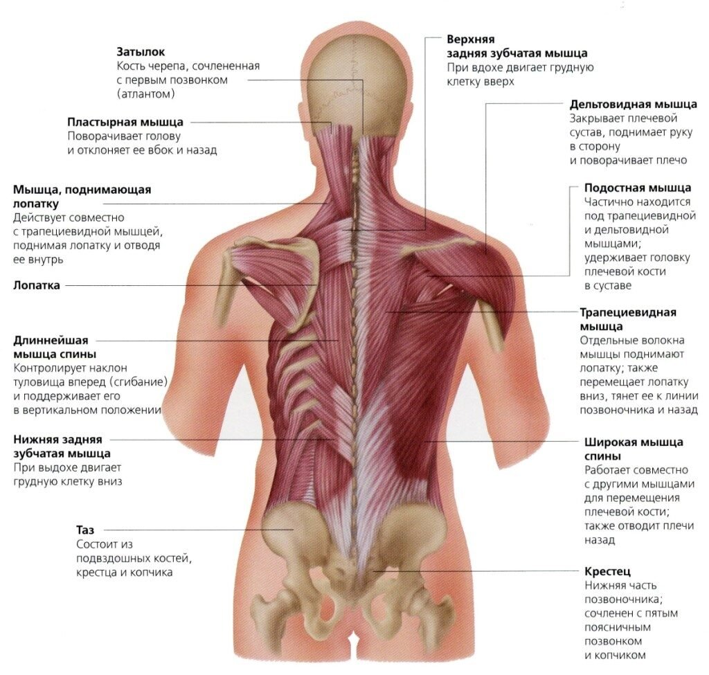 Мышцы и фасции спины анатомия