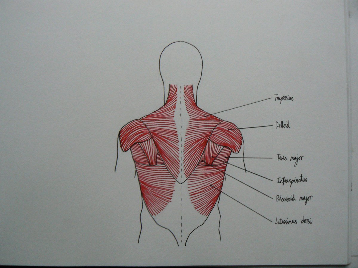 Функция ременной мышцы спины: