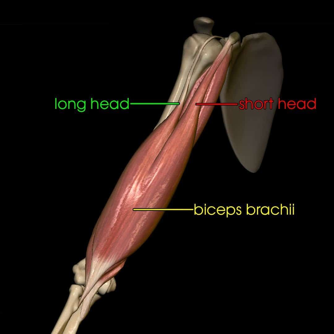 Мышцы бицепса анатомия