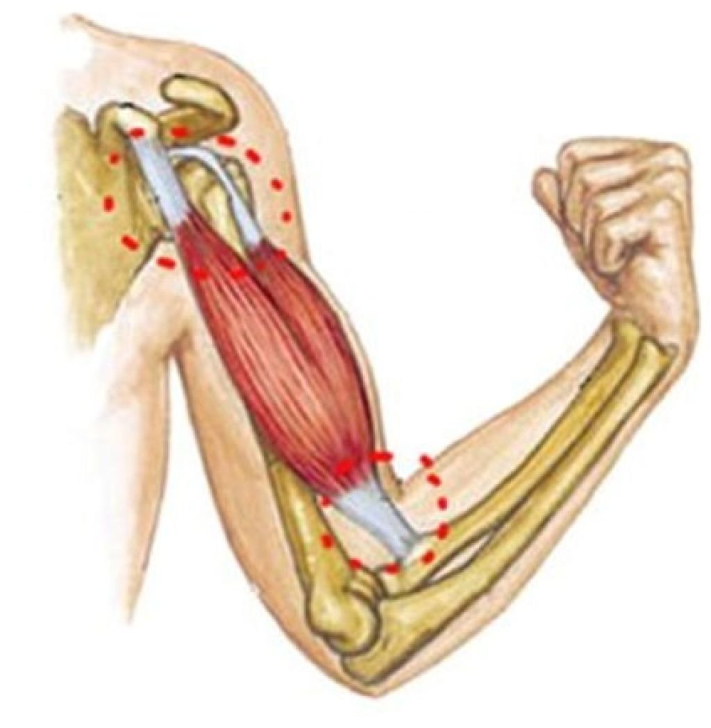Анатомия сухожилия двуглавой мышцы
