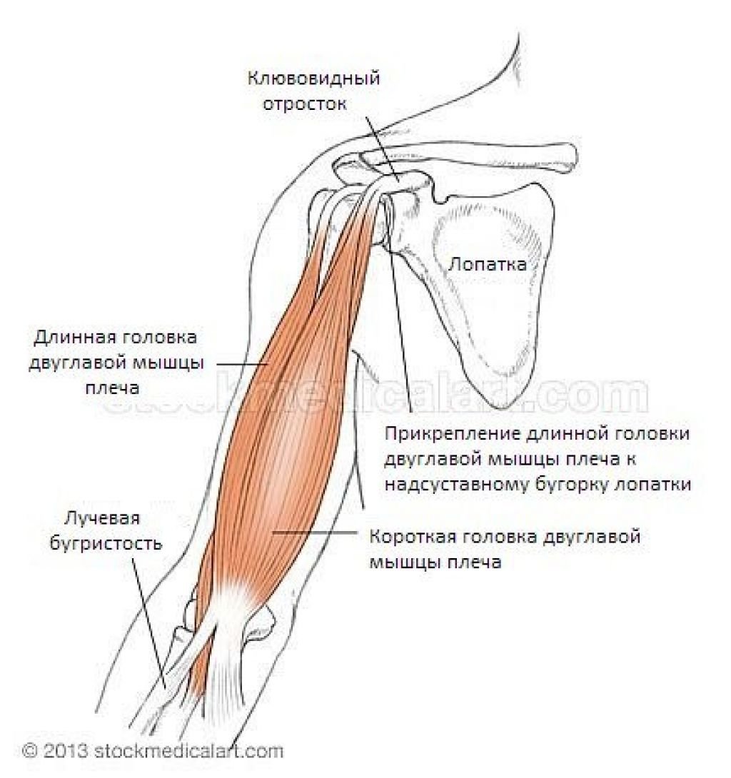 Мышцы нижней конечности без подписей