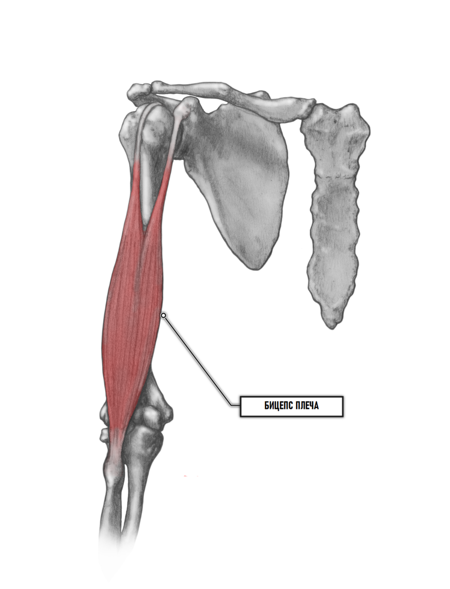 Двуглавая мышца плеча анатомия