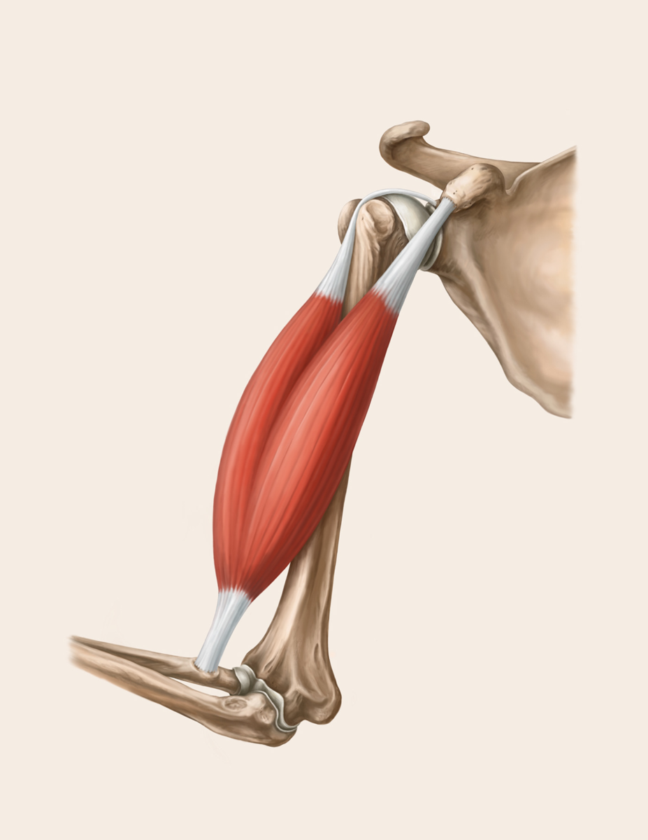 Крепление двуглавой мышцы плеча