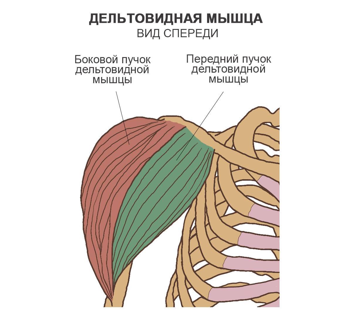 Мышцы плеча передняя группа анатомия