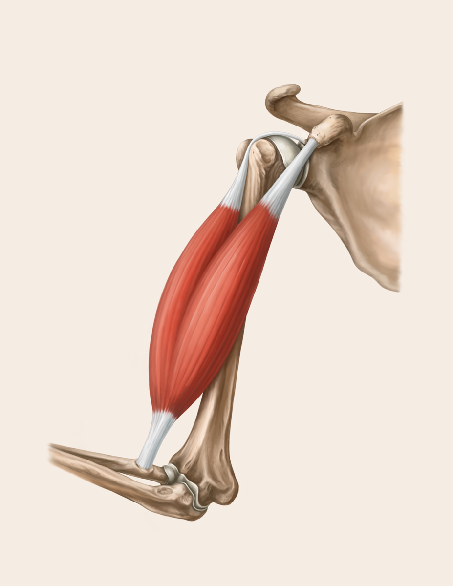 Rotator Cuff мышца