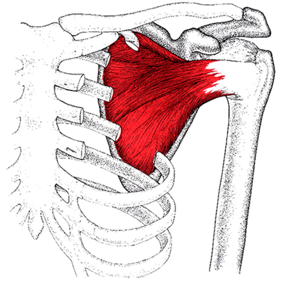 Мышцы плеча пластическая анатомия