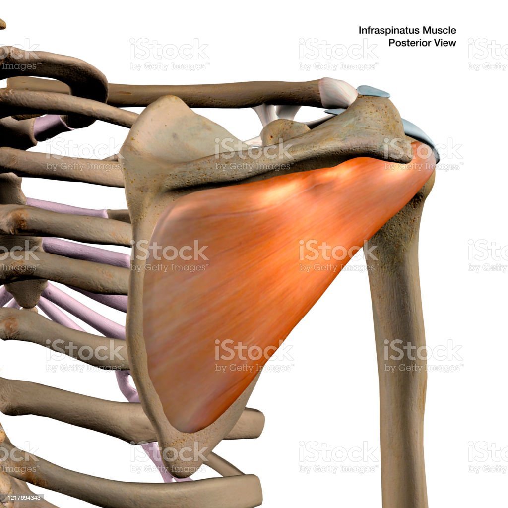 Подостная мышца плеча триггерные точки